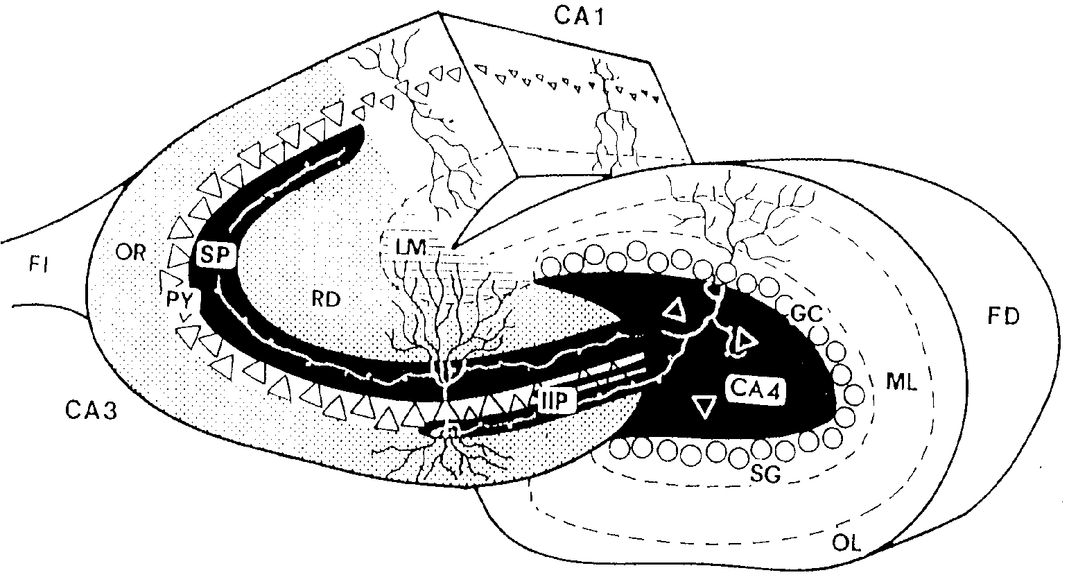 A stained cross-section of the hippocampus showing its curved layers of cells.
