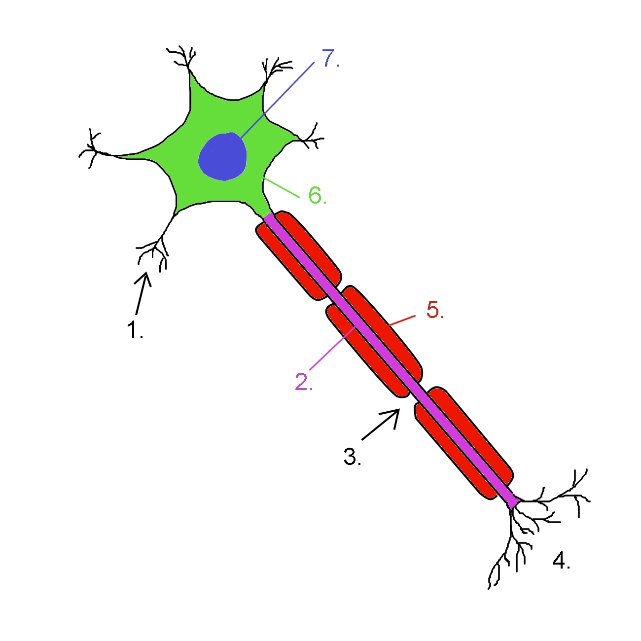 An illustration of a neuron with its branching dendrites and long sheathed axon.