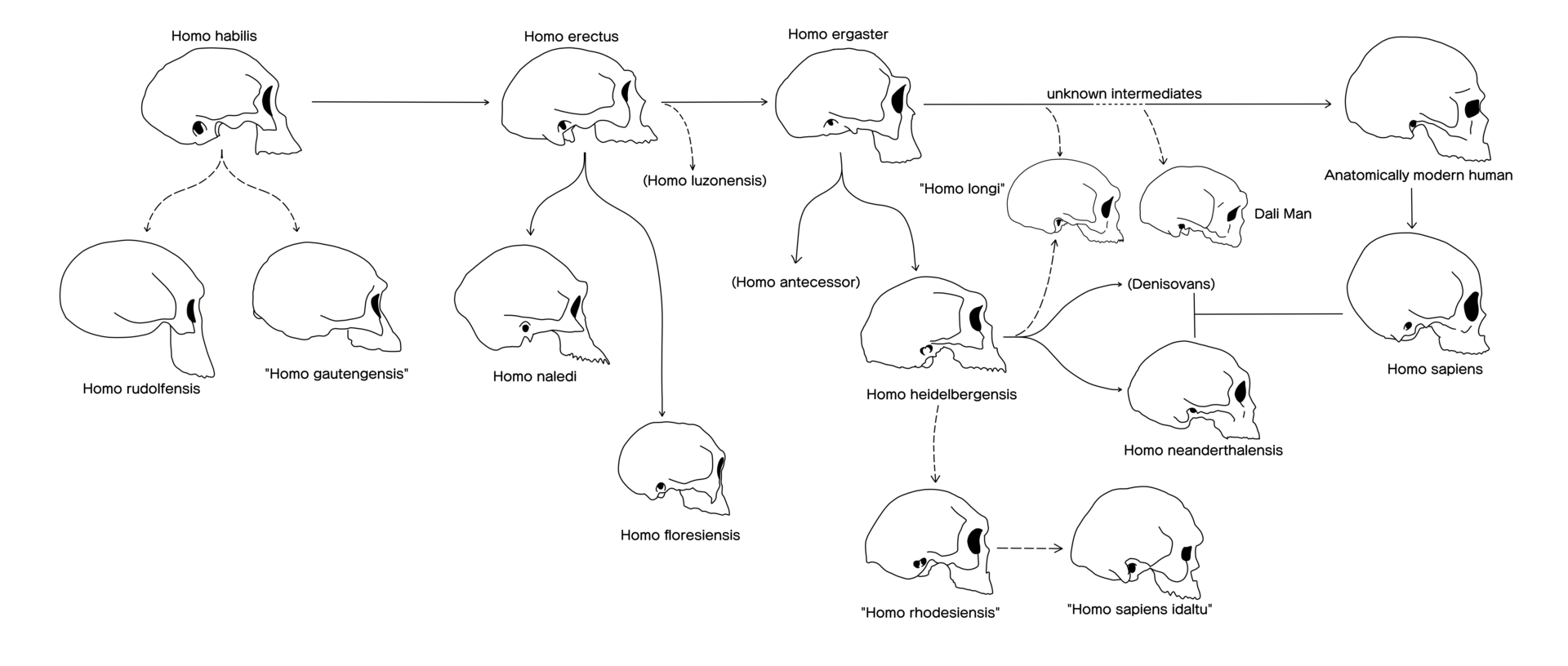 A row of hominin skulls in profile, changing in shape from left to right.