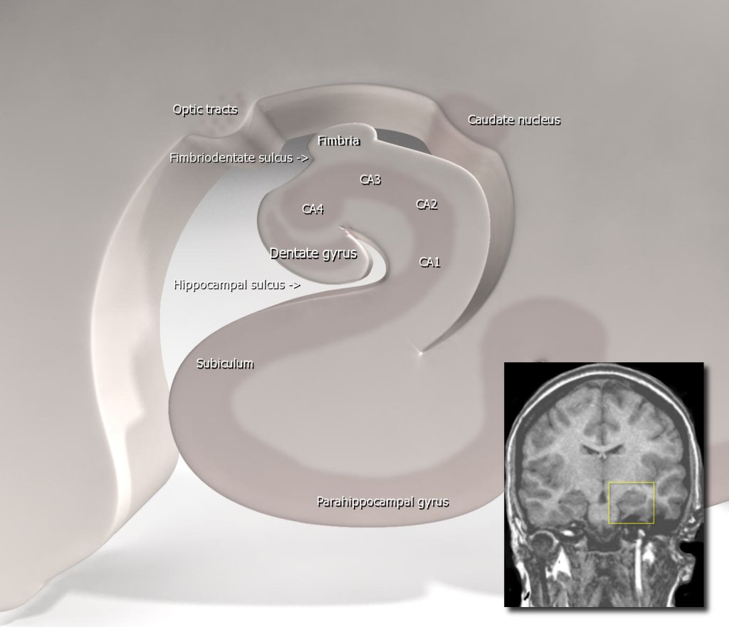 A rendering of the hippocampus, a curved structure deep inside the brain.