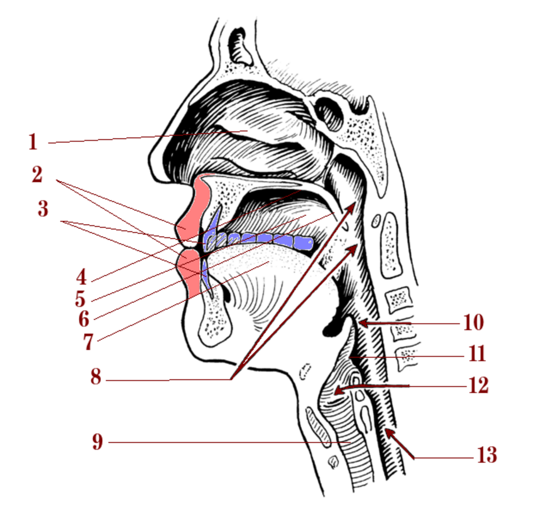 A cross-section of the head showing the tongue, palate, teeth, lips and vocal folds labelled.