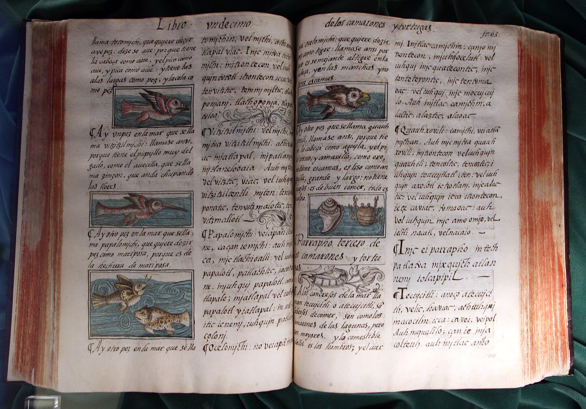 An open sixteenth-century codex with Spanish text beside hand-painted indigenous figures.