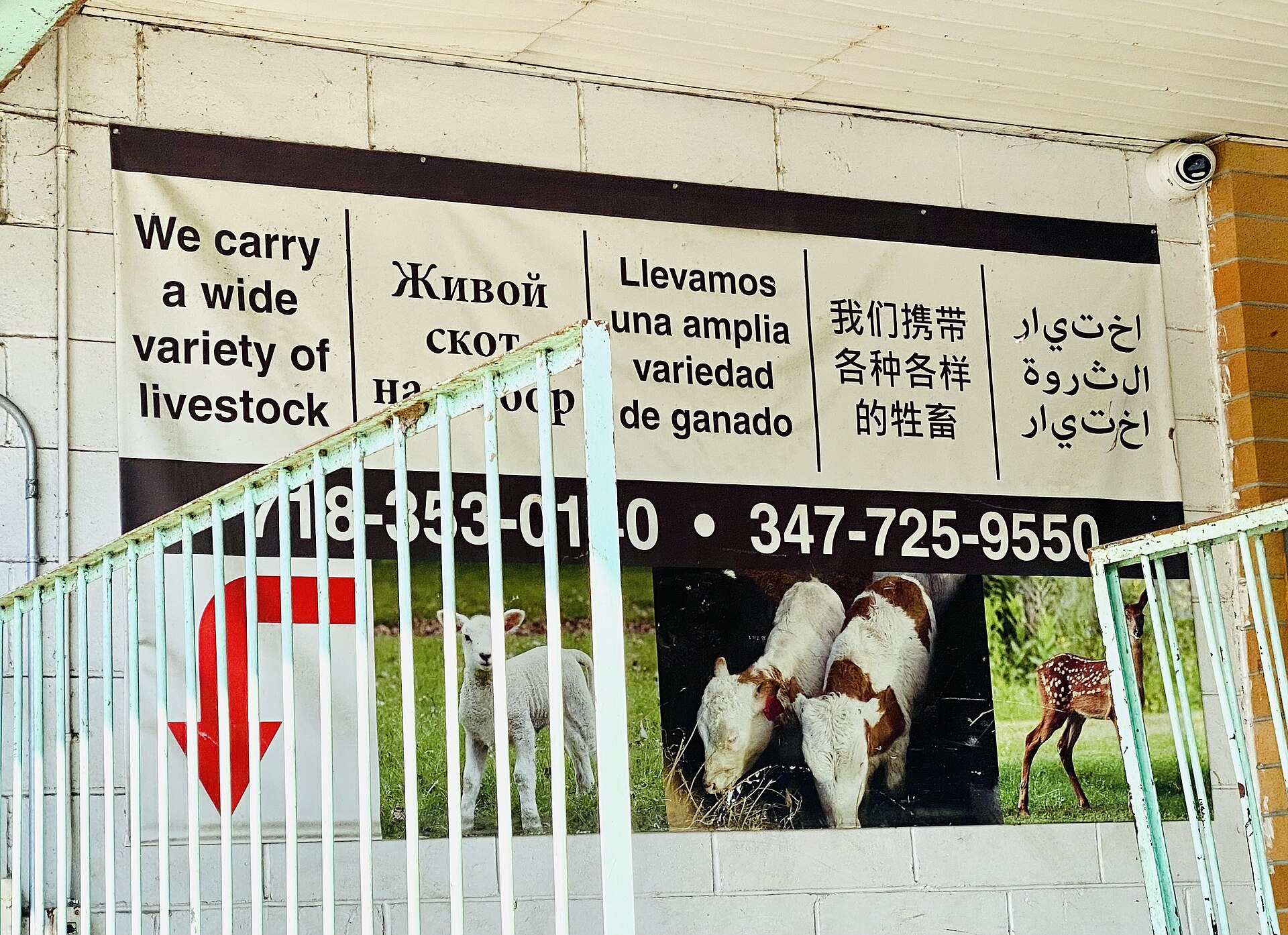 A shop sign in Flushing, Queens, printed in several languages at once.