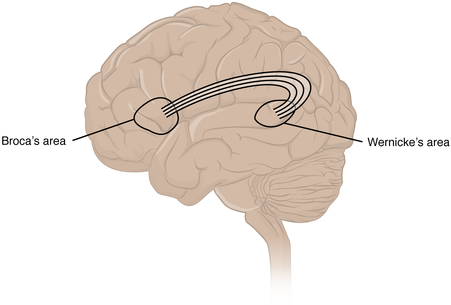An anatomical illustration of the human brain with the two classical language areas shaded.