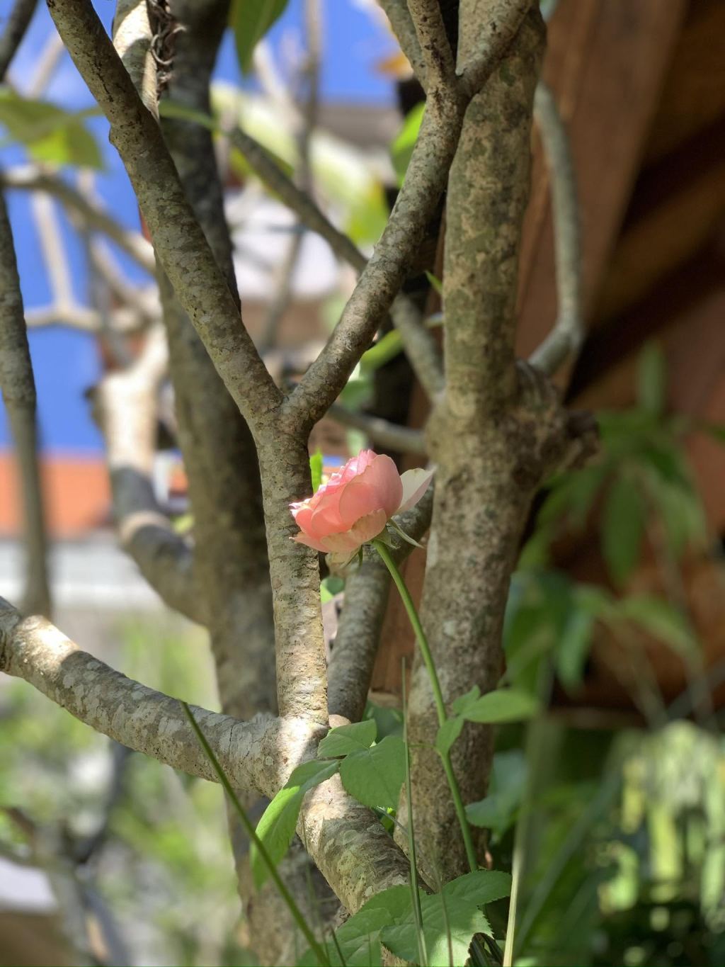 A pale pink rose in bloom among the branches of a sunlit garden