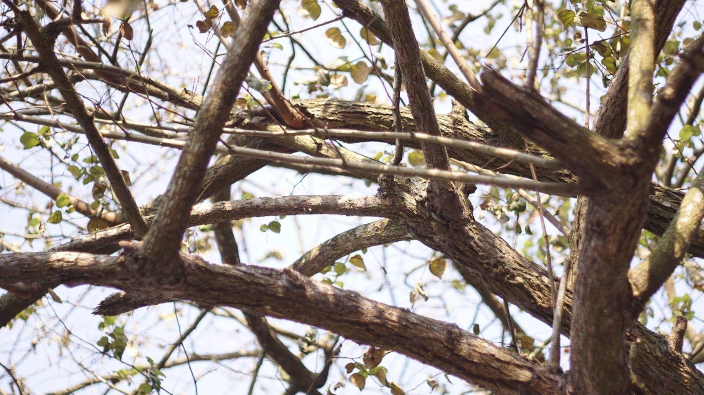 Looking up into the crown of the old jujube tree at grandma’s house: rough, cracked wooden branches crossing one another against a white sky, the leaves sparse, some still green and some turned yellow