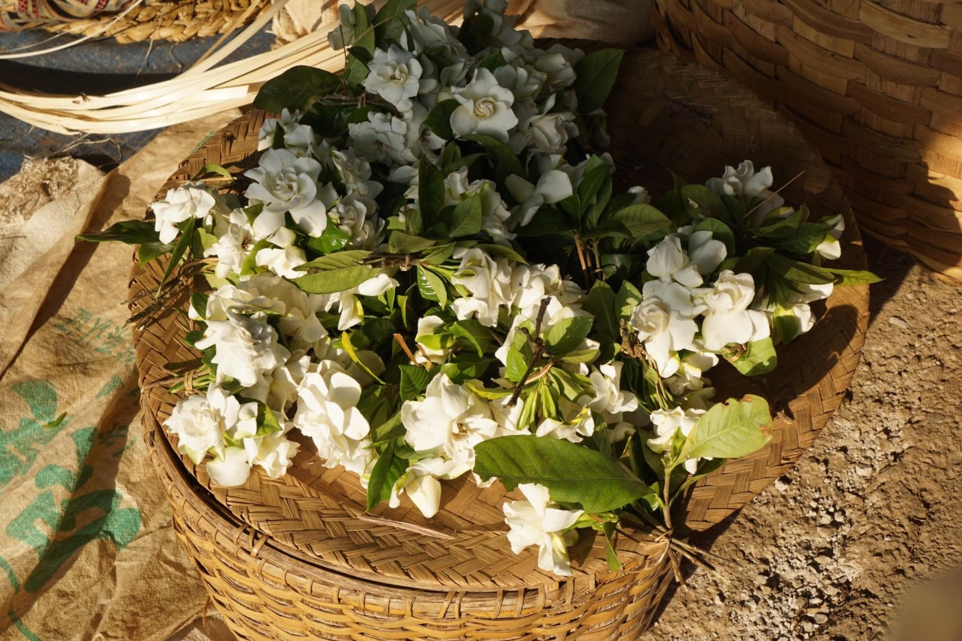 Bunches of white gardenia flowers with their green leaves still on, laid on the lid of a woven bamboo basket in the early sun at a market; sacks and other baskets around them
