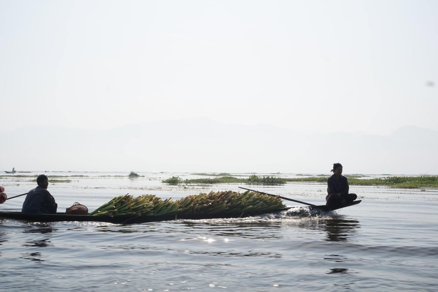 Two people on a long wooden boat loaded with freshly cut greens, gliding across still water, with floating grass beds and hazy mountains in the distance