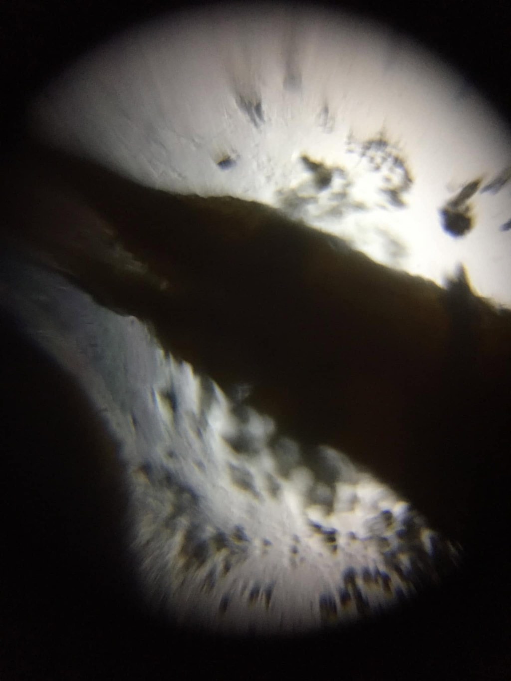A view down the eyepiece: a bright circular field flecked with dark specks, with a dark mass lying across it — the body or the wing of whatever is on the slide