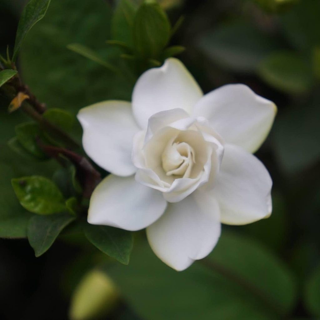 Close-up of a thick-petalled white flower, its centre furled like a small rose, opening against dark green leaves