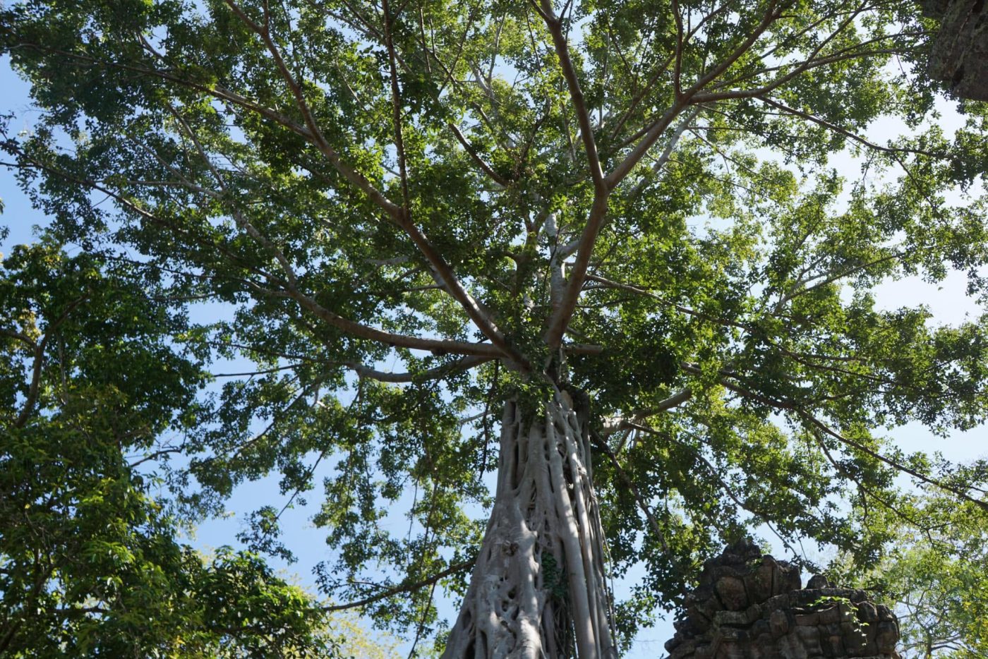 Looking up at an old tree inside an Angkor temple: a silver-white trunk with long roots wrapping a carved stone tower, its green canopy spreading across a clear sky
