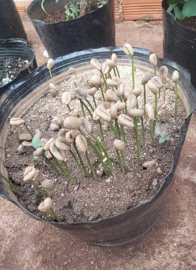 A black plastic nursery bag full of soil, with dozens of coffee seedlings standing straight up out of it, each green stem still wearing its pale coffee-bean husk on top