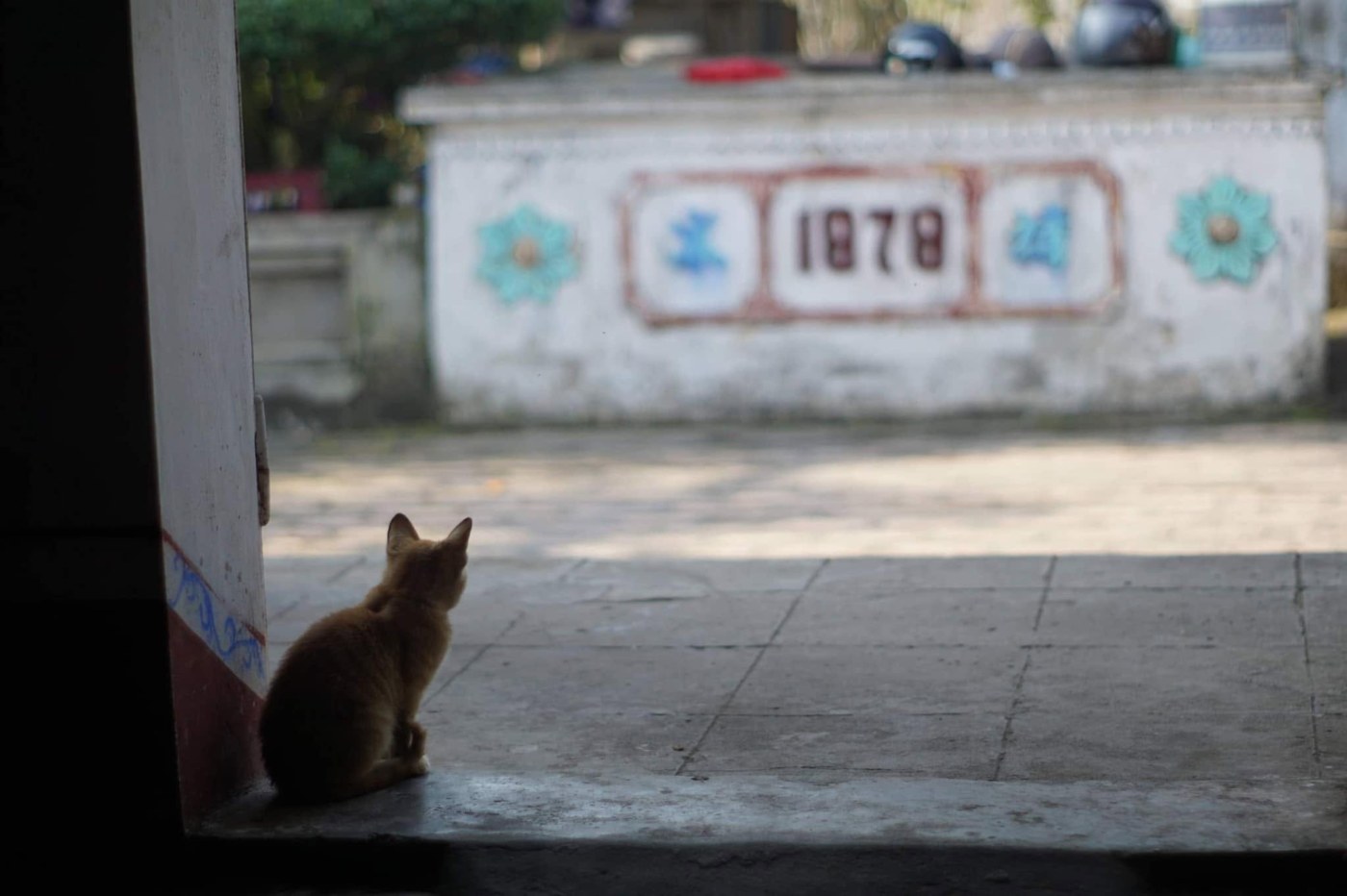 Looking out from a dark porch into the yard of grandparents’ old house: a ginger cat sits with its back to us on the threshold, and across the yard a whitewashed wall carries the raised figures 1978 between two turquoise flowers