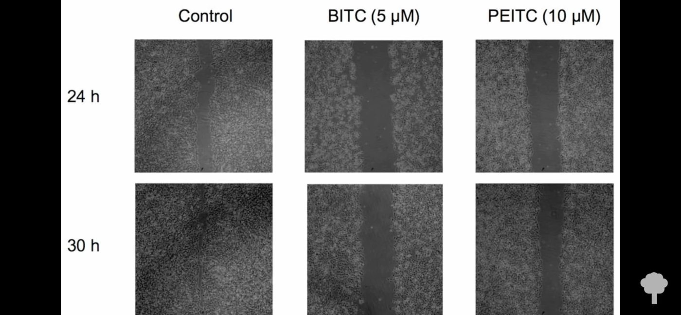 Six microscope panels in two rows, “24 h” and “30 h”, and three columns, “Control”, “BITC (5 µM)” and “PEITC (10 µM)”; in the control column the gap in the cell layer has nearly closed, while in the other two it is still wide open