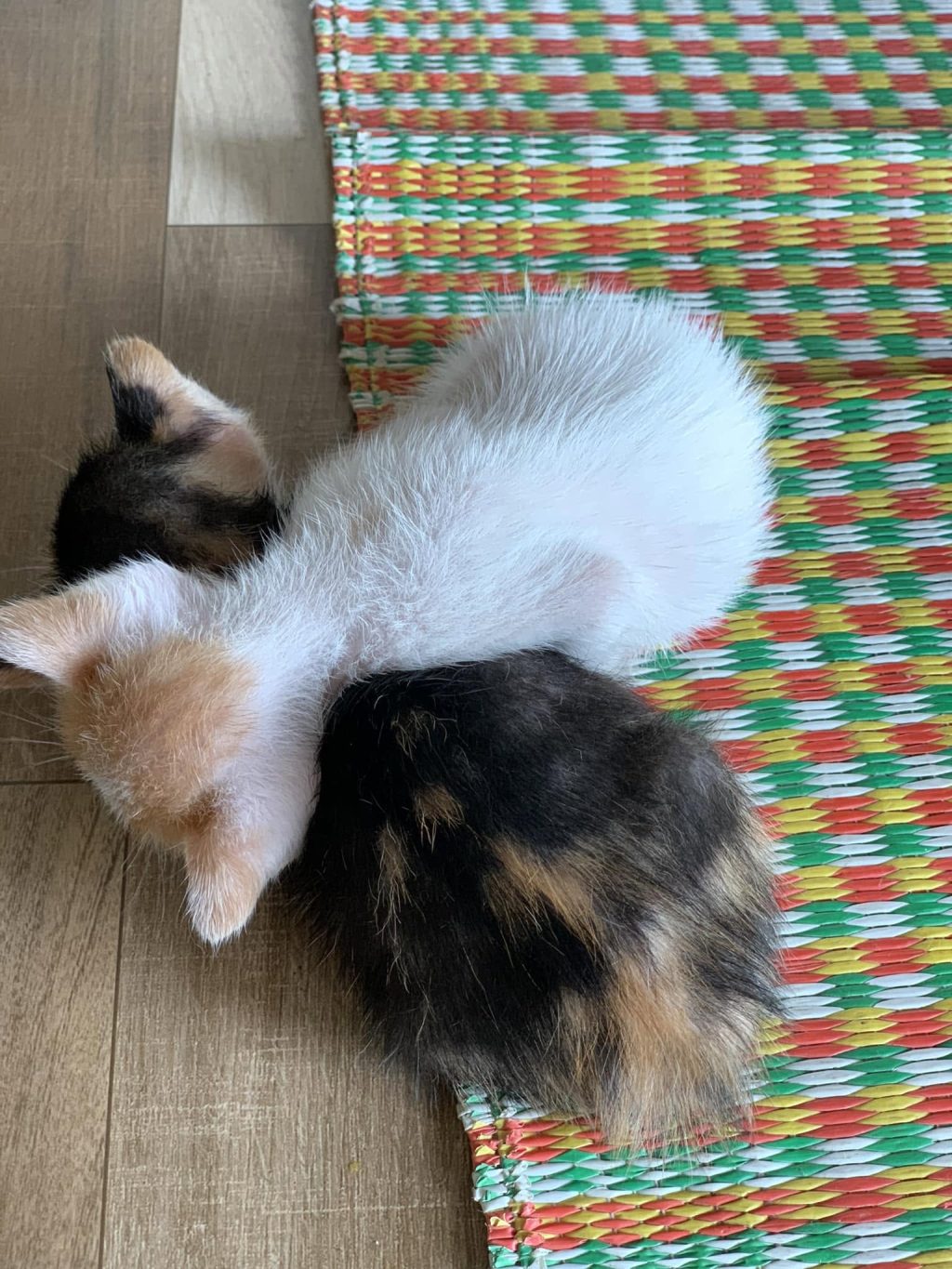 Seen from above, two kittens curled up asleep against each other on a woven plastic mat striped green, red and yellow at the edge of a wooden floor; one is white and ginger, the other tortoiseshell