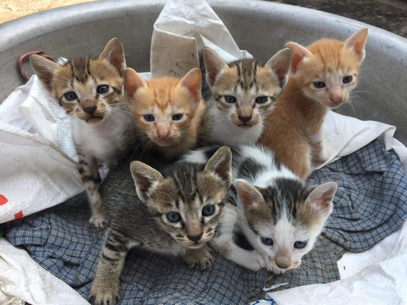 Six kittens crowded together in an aluminium basin lined with white sacking and a blue checked cloth, all looking straight at the camera; two are ginger, three brown tabby and one grey and white